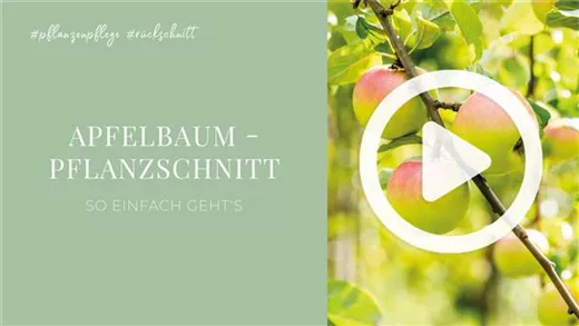 Apfelbaum - Pflanzschnitt Apfelbaum - Pflanzschnitt