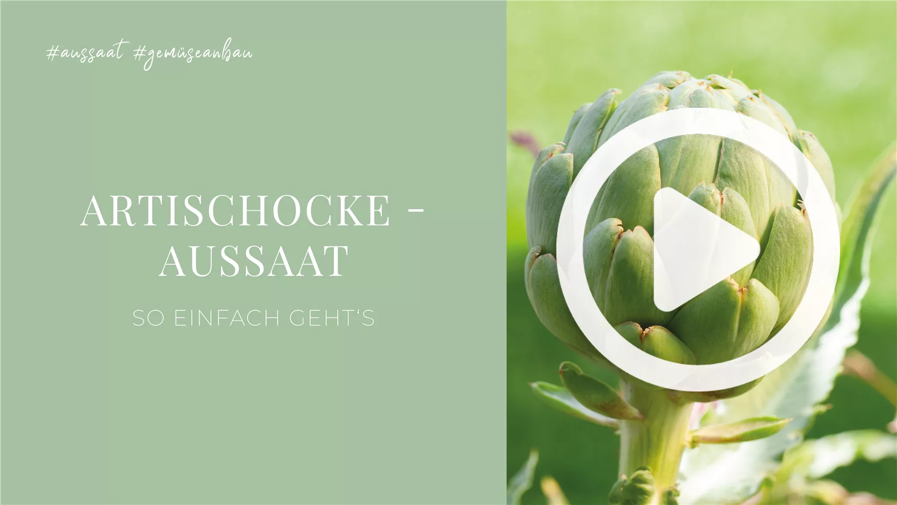 Artischocke - Aussaat Artischocke - Aussaat