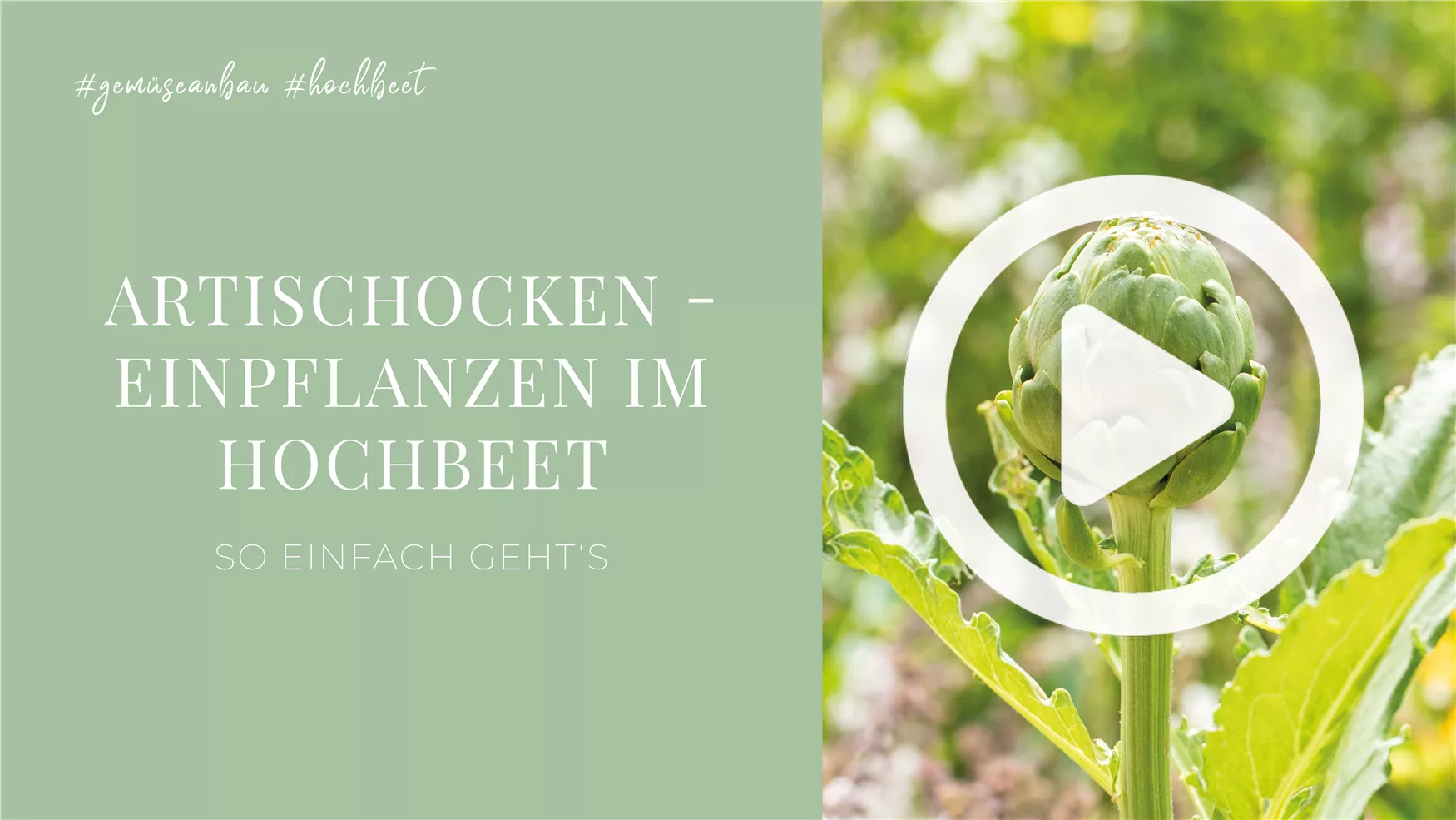 Artischocken - Einpflanzen im Hochbeet Artischocken - Einpflanzen im Hochbeet