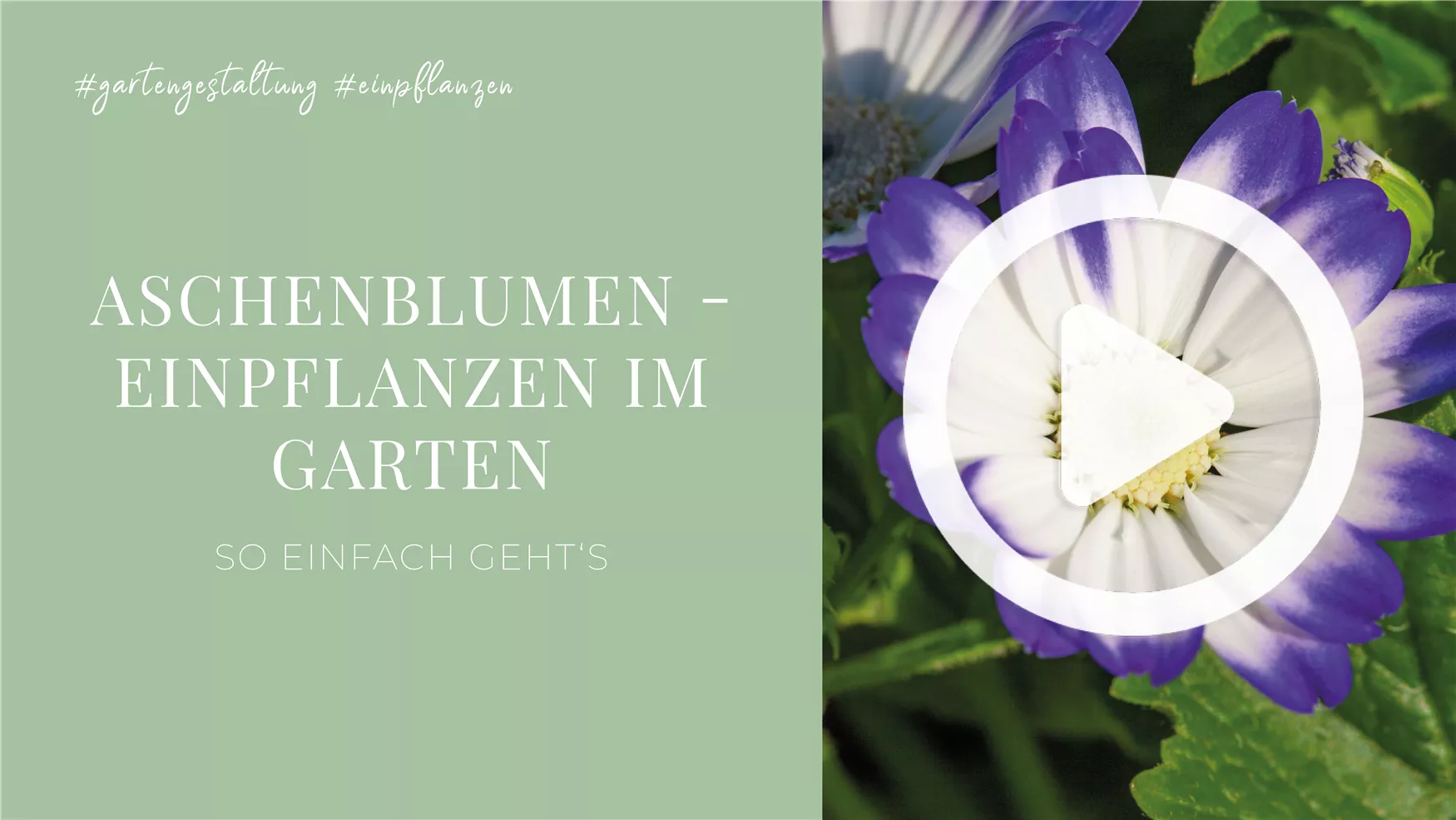 Aschenblumen - Einpflanzen im Garten Aschenblumen - Einpflanzen im Garten