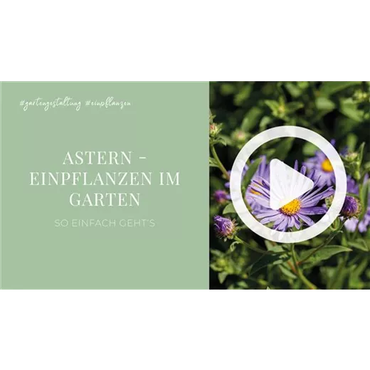Astern - Einpflanzen im Garten Astern - Einpflanzen im Garten