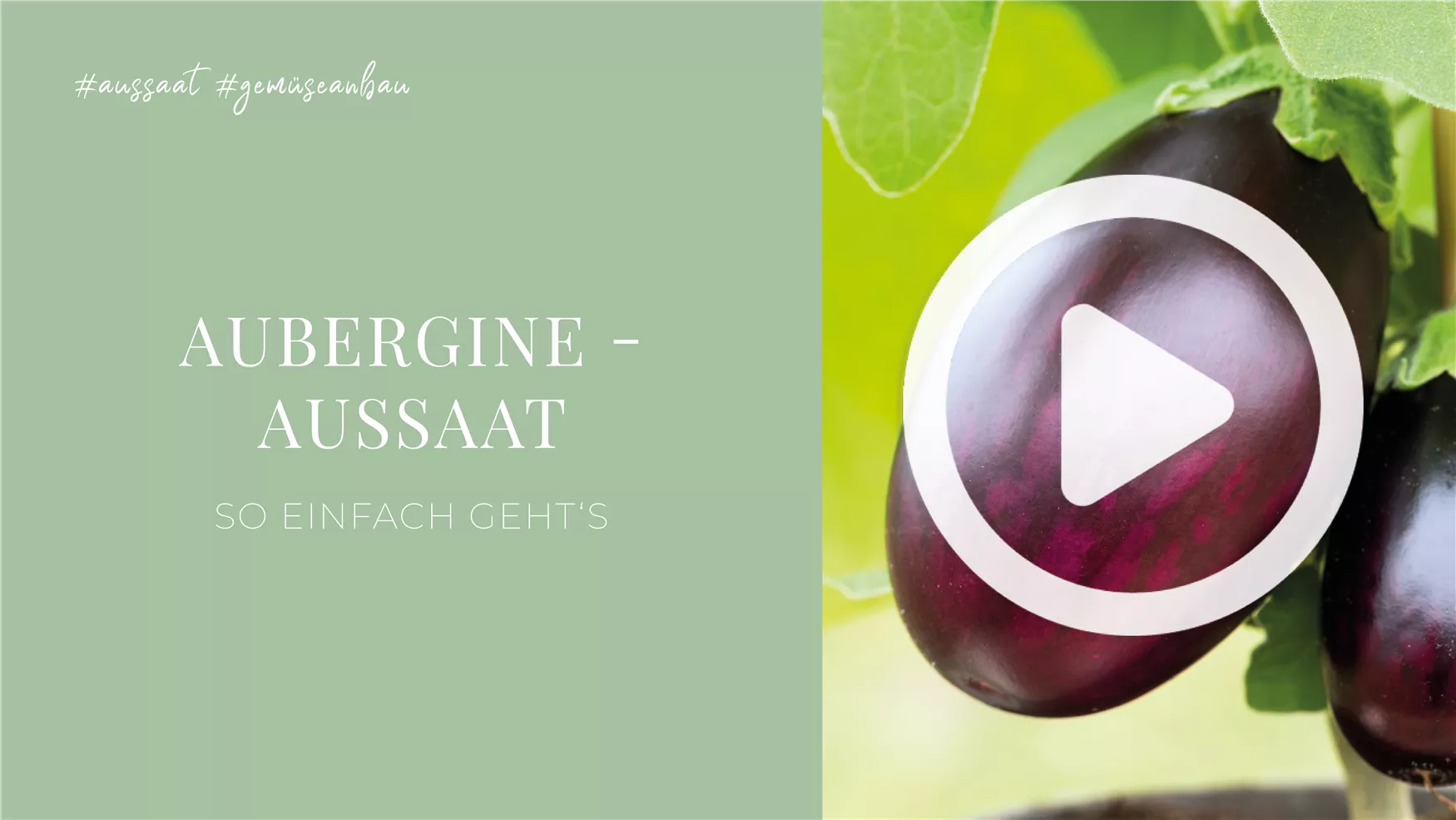 Aubergine - Aussaat Aubergine - Aussaat