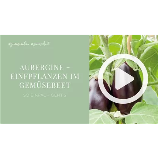 Aubergine - Einfpflanzen im Gemüsebeet Aubergine - Einfpflanzen im Gemüsebeet