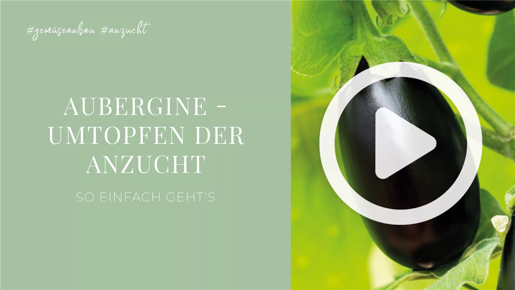 Aubergine - Umtopfen der Anzucht Aubergine - Umtopfen der Anzucht