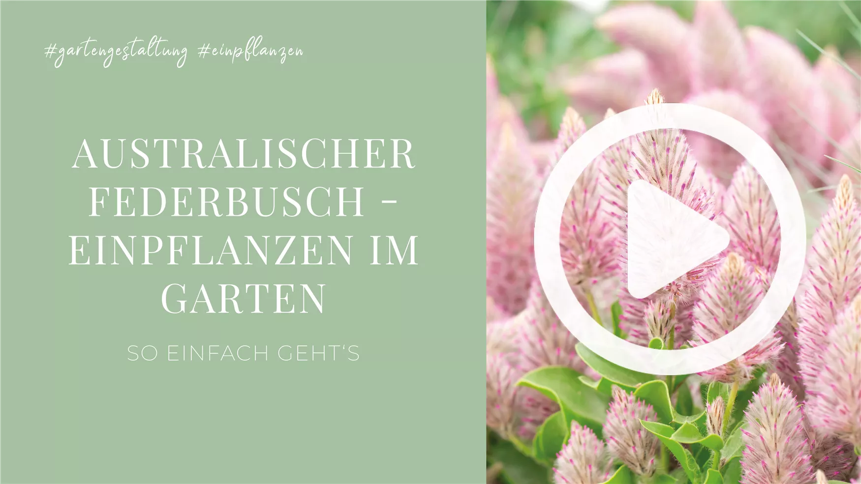 Australischer Federbusch - Einpflanzen im Garten Australischer Federbusch - Einpflanzen im Garten