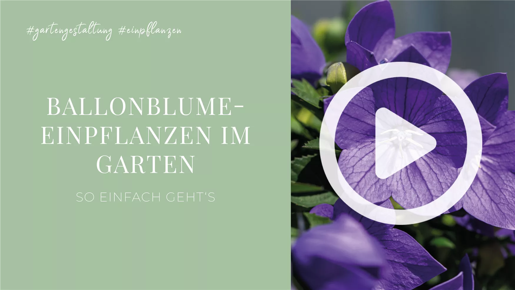 Ballonblume- Einpflanzen im Garten Ballonblume- Einpflanzen im Garten