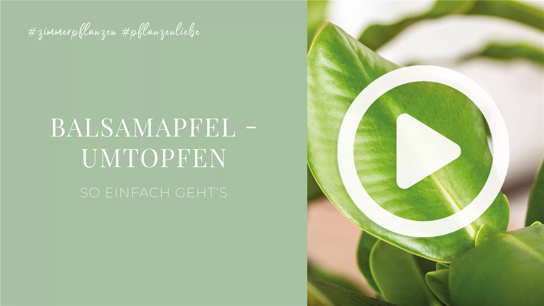 Balsamapfel - Umtopfen Balsamapfel - Umtopfen