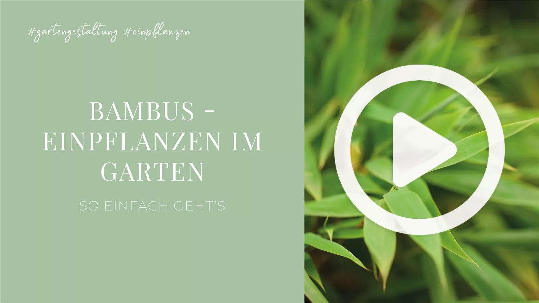 Bambus - Einpflanzen im Garten Bambus - Einpflanzen im Garten