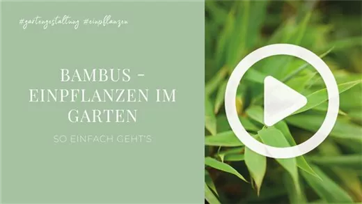 Bambus - Einpflanzen im Garten Bambus - Einpflanzen im Garten