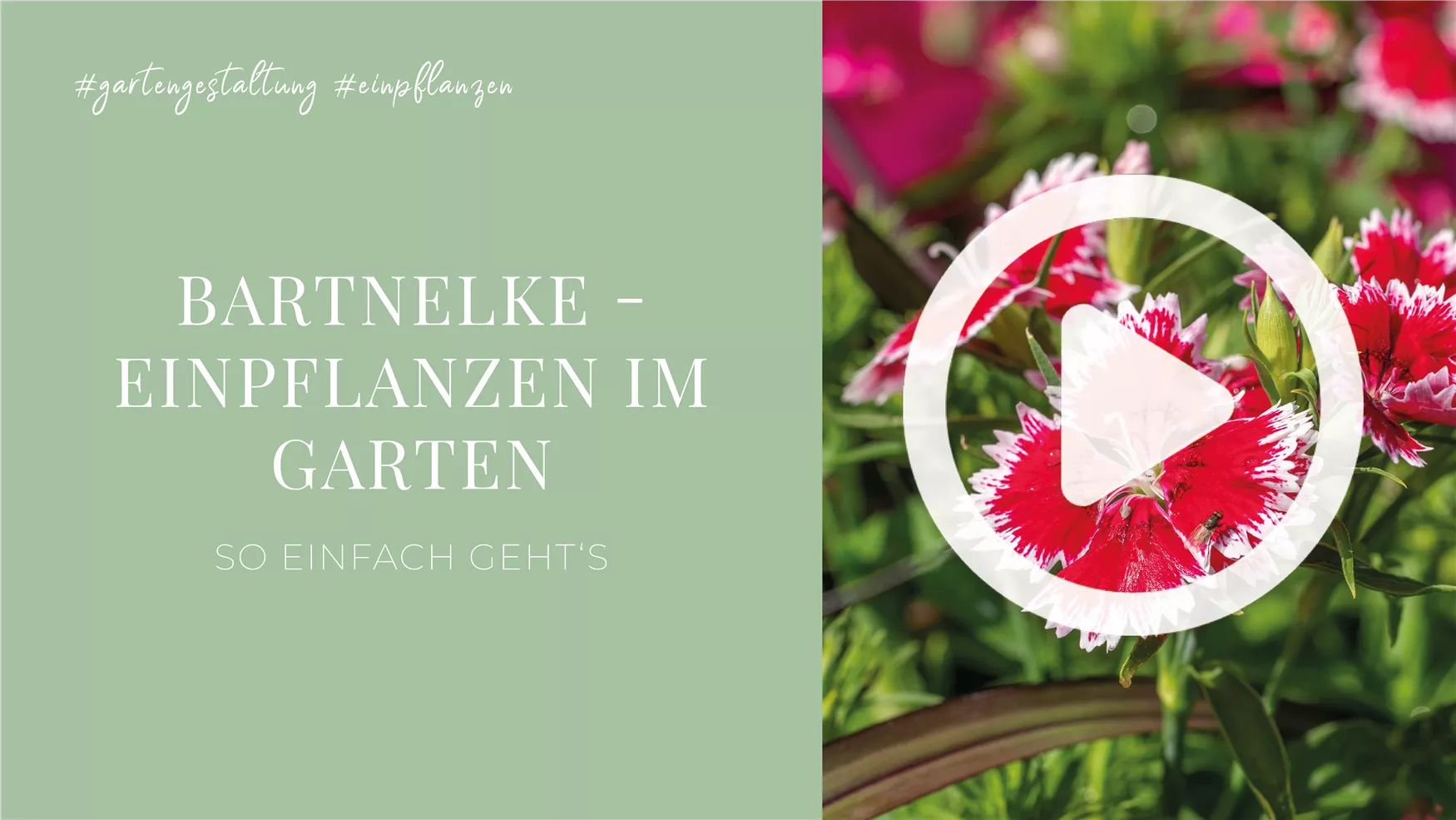 Bartnelke - Einpflanzen im Garten Bartnelke - Einpflanzen im Garten