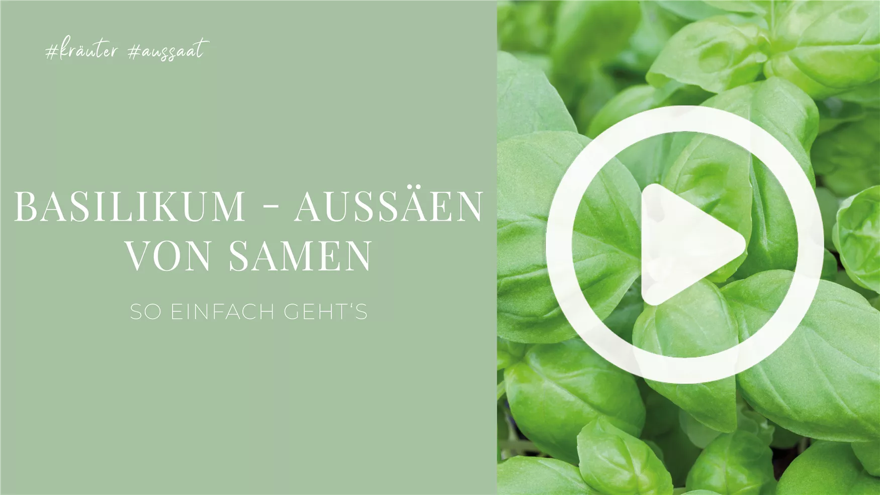 Basilikum - Aussäen von Samen Basilikum - Aussäen von Samen