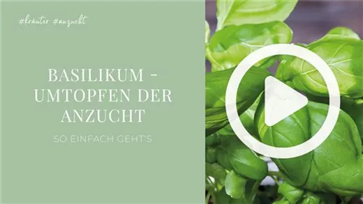 Basilikum - Umtopfen der Anzucht Basilikum - Umtopfen der Anzucht