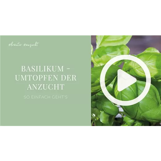 Basilikum - Umtopfen der Anzucht Basilikum - Umtopfen der Anzucht