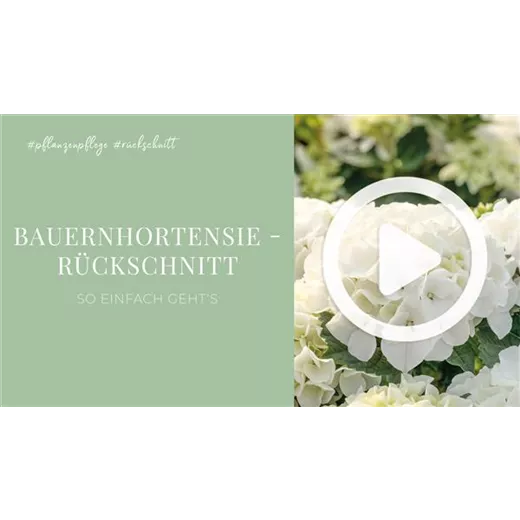 Bauernhortensie - Rückschnitt Bauernhortensie - Rückschnitt