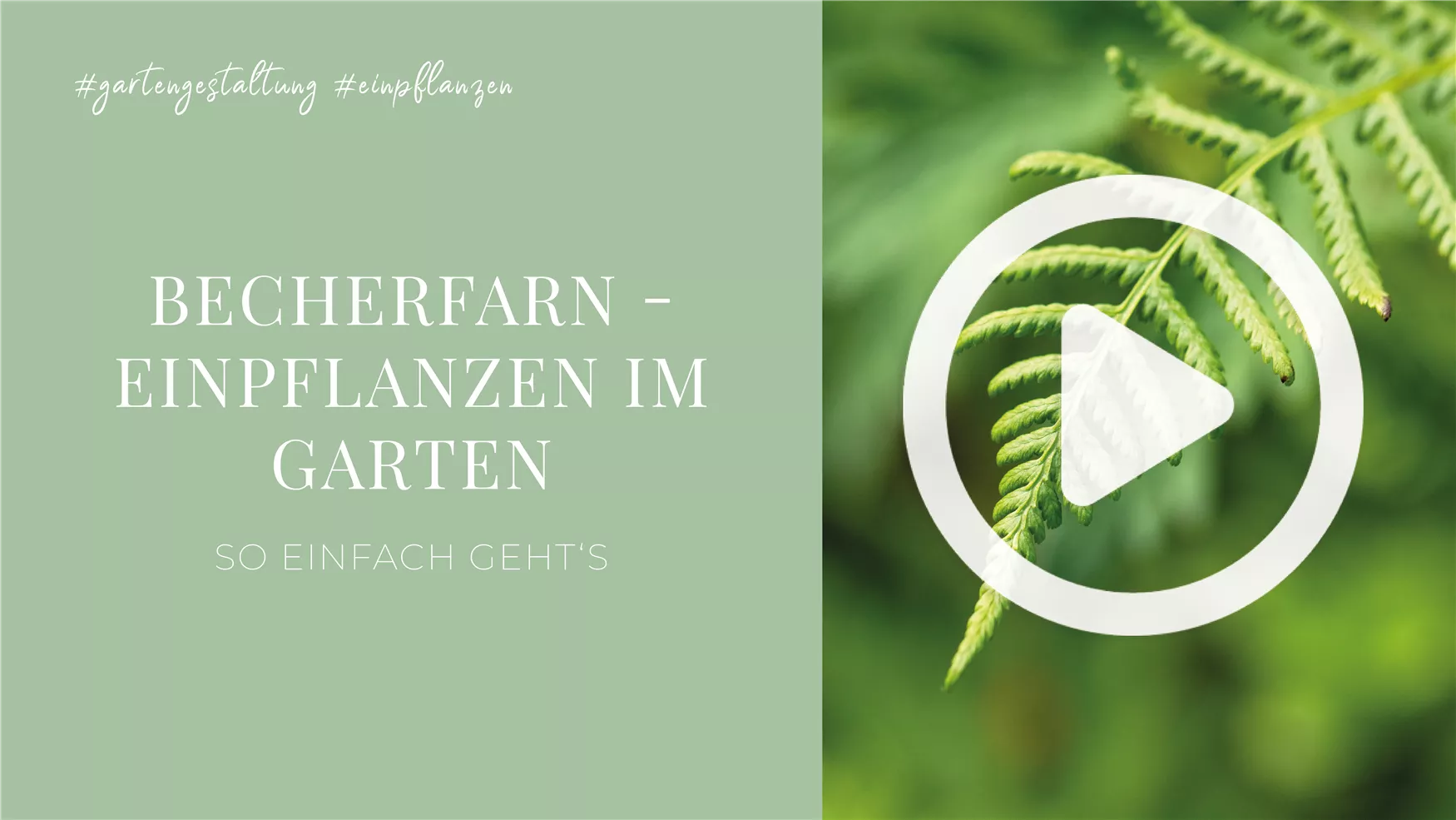 Becherfarn - Einpflanzen im Garten Becherfarn - Einpflanzen im Garten