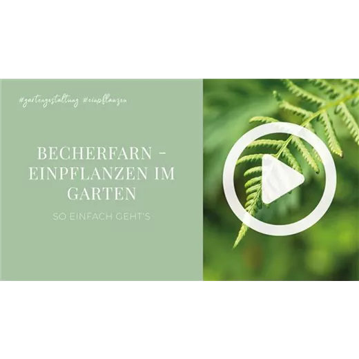 Becherfarn - Einpflanzen im Garten Becherfarn - Einpflanzen im Garten