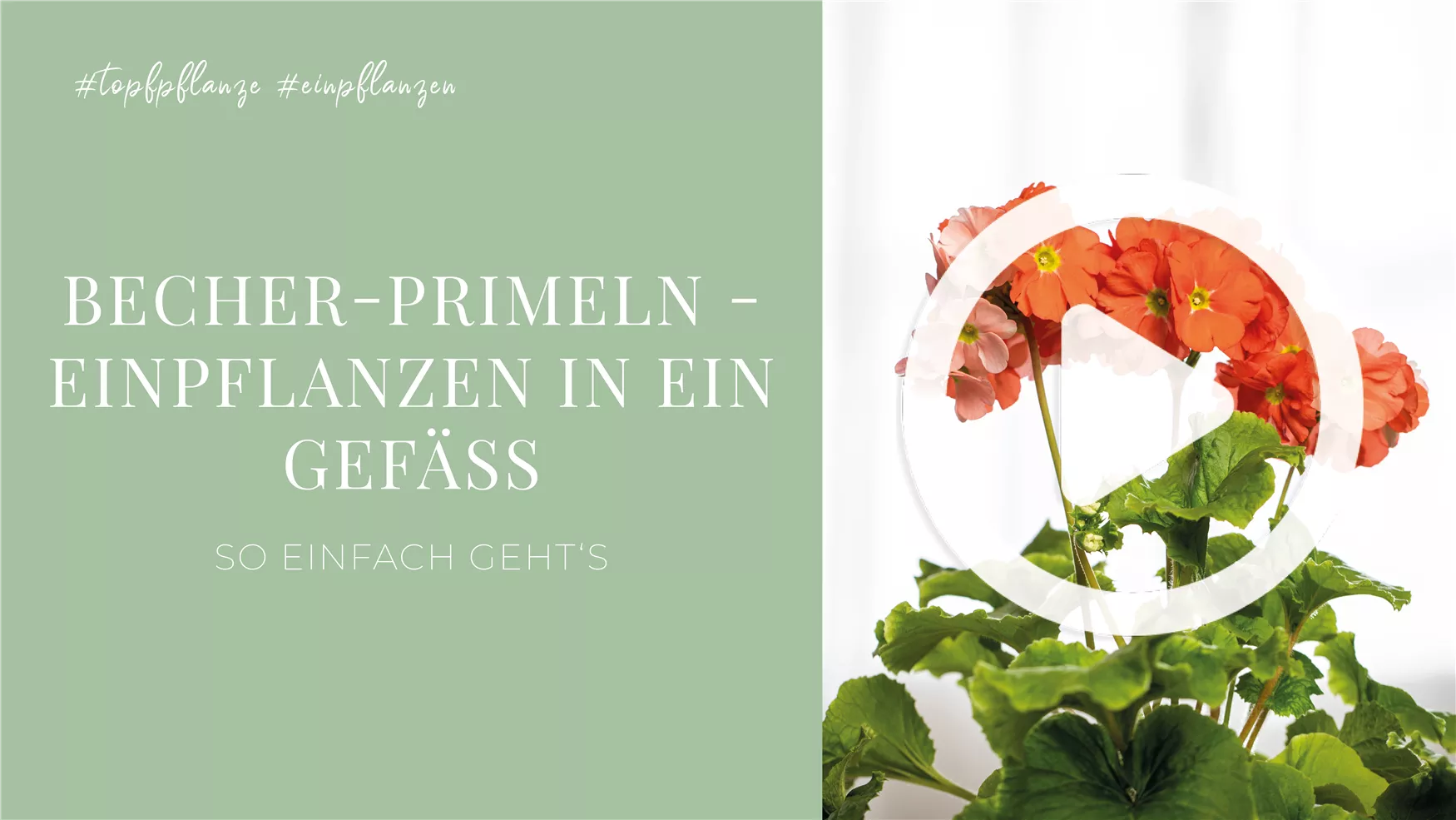 Becher-Primeln - Einpflanzen in ein Gefäß Becher-Primeln - Einpflanzen in ein Gefäß