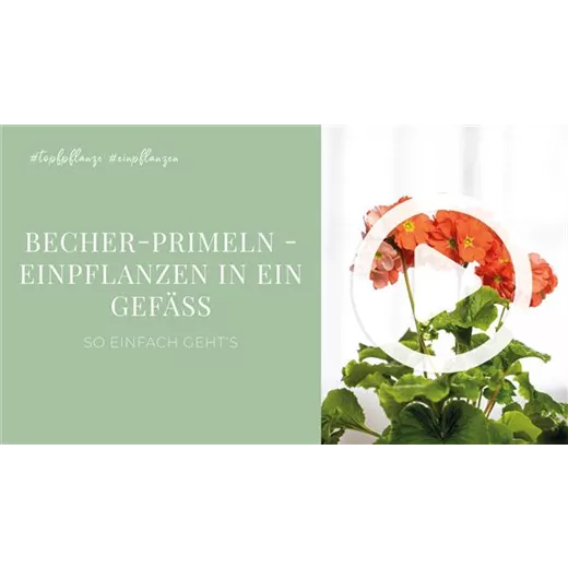 Becher-Primeln - Einpflanzen in ein Gefäß Becher-Primeln - Einpflanzen in ein Gefäß