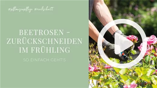 Beetrosen - Zurückschneiden im Frühling Beetrosen - Zurückschneiden im Frühling