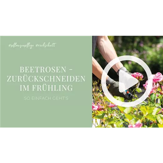 Beetrosen - Zurückschneiden im Frühling Beetrosen - Zurückschneiden im Frühling