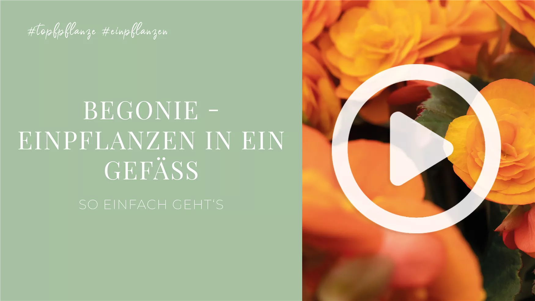 Begonie - Einpflanzen in ein Gefäß Begonie - Einpflanzen in ein Gefäß