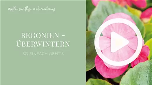 Begonien - Überwintern