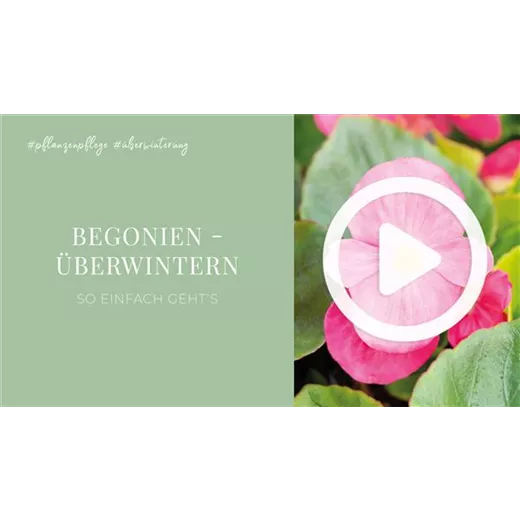Begonien - Überwintern Begonien - Überwintern