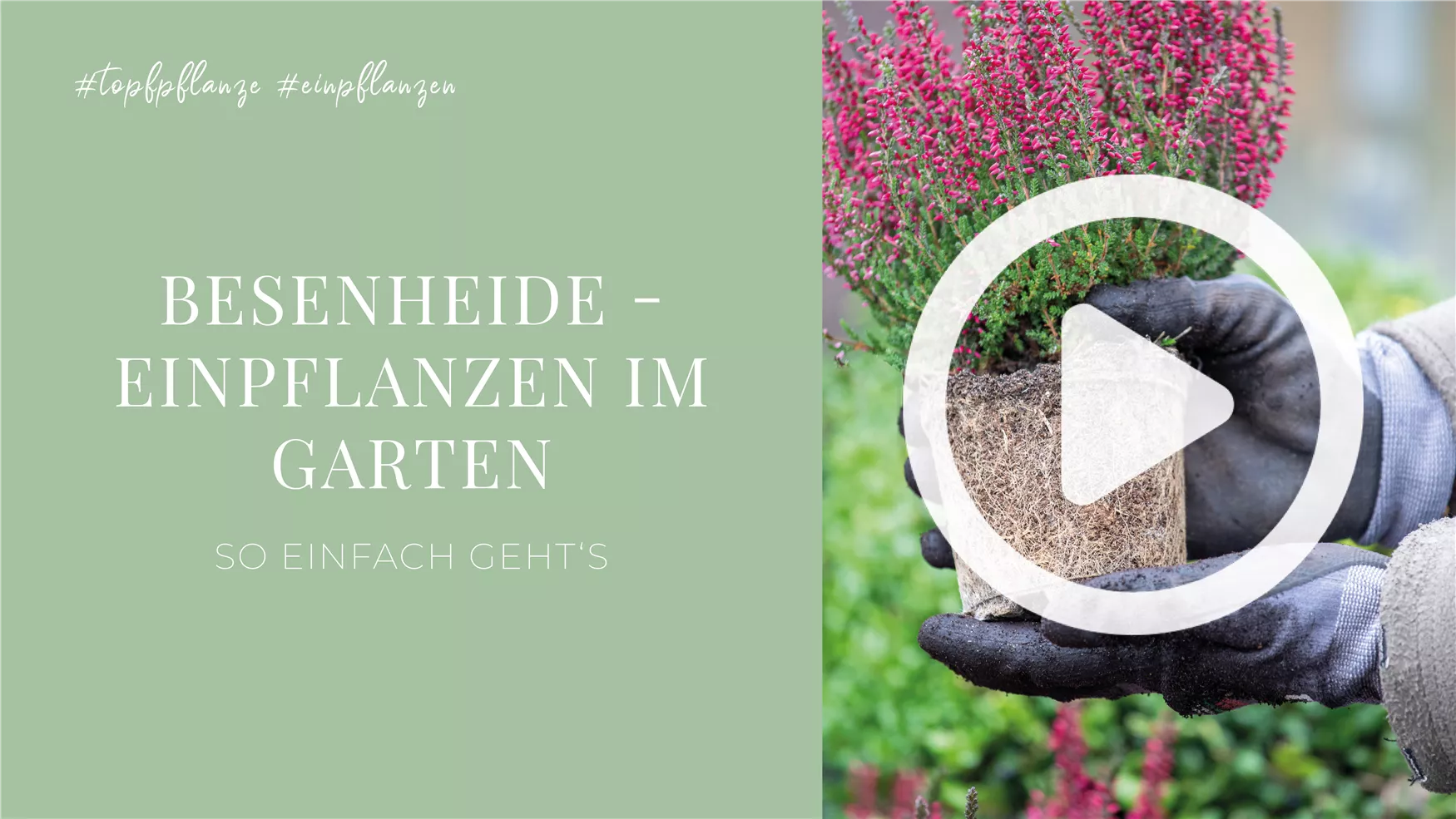 Besenheide - Einpflanzen im Garten Besenheide - Einpflanzen im Garten
