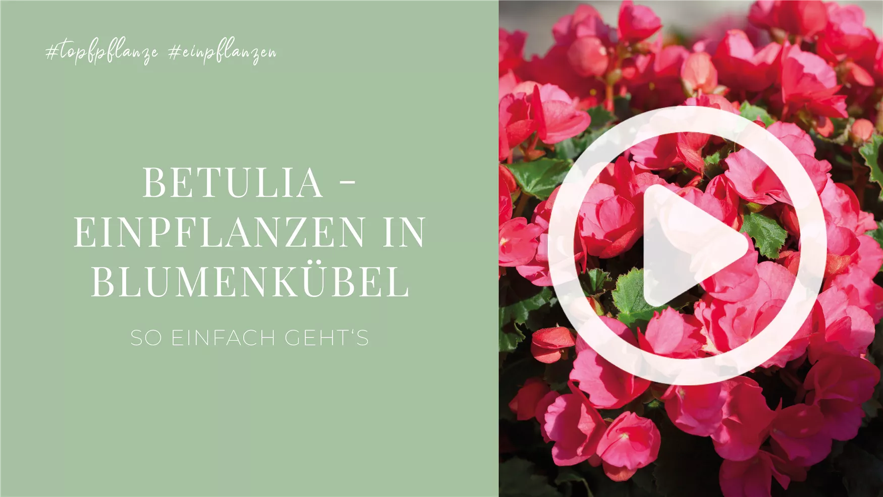 Betulia - Einpflanzen in Blumenkübel Betulia - Einpflanzen in Blumenkübel