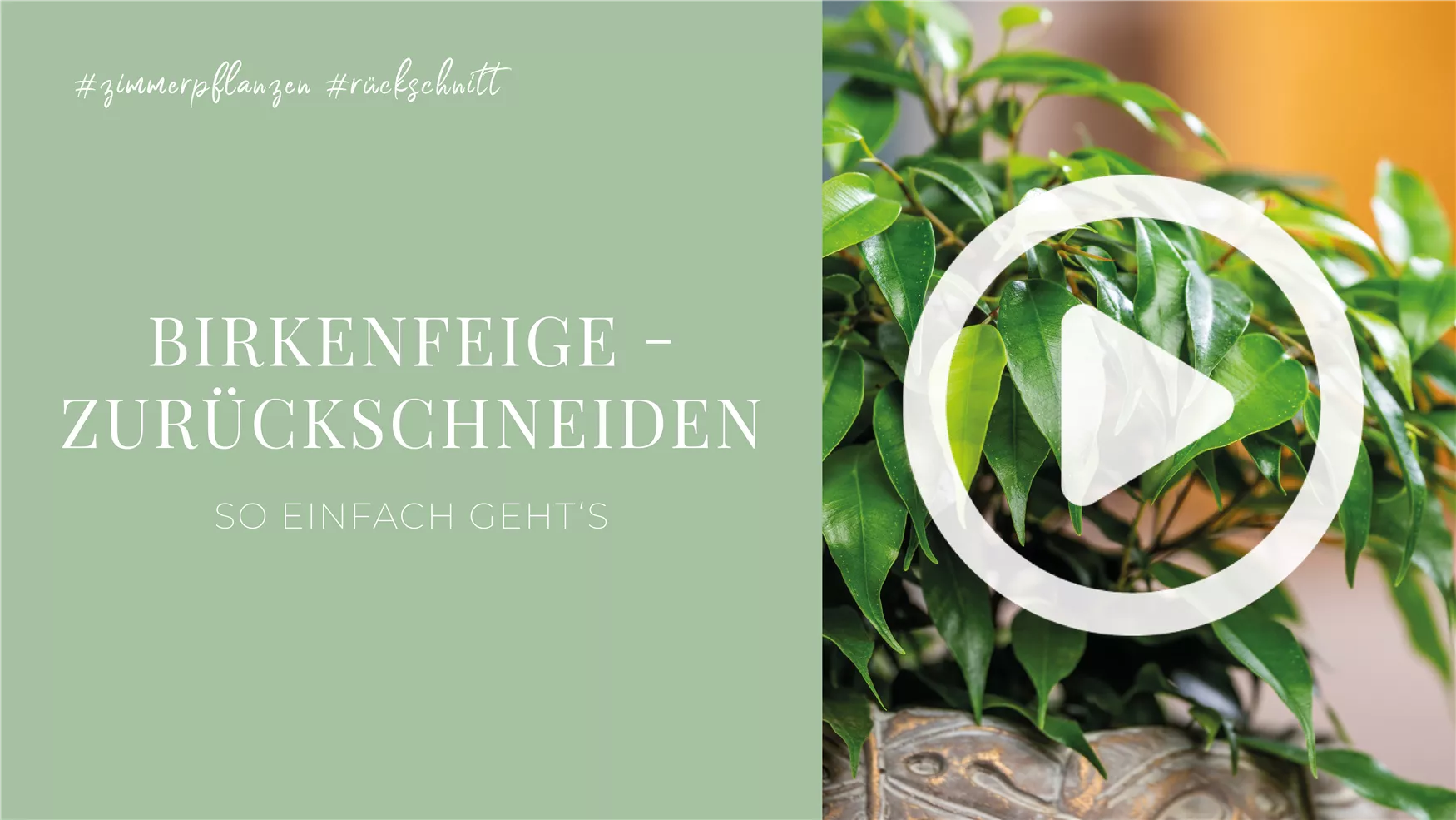 Birkenfeige - Zurückschneiden Birkenfeige - Zurückschneiden