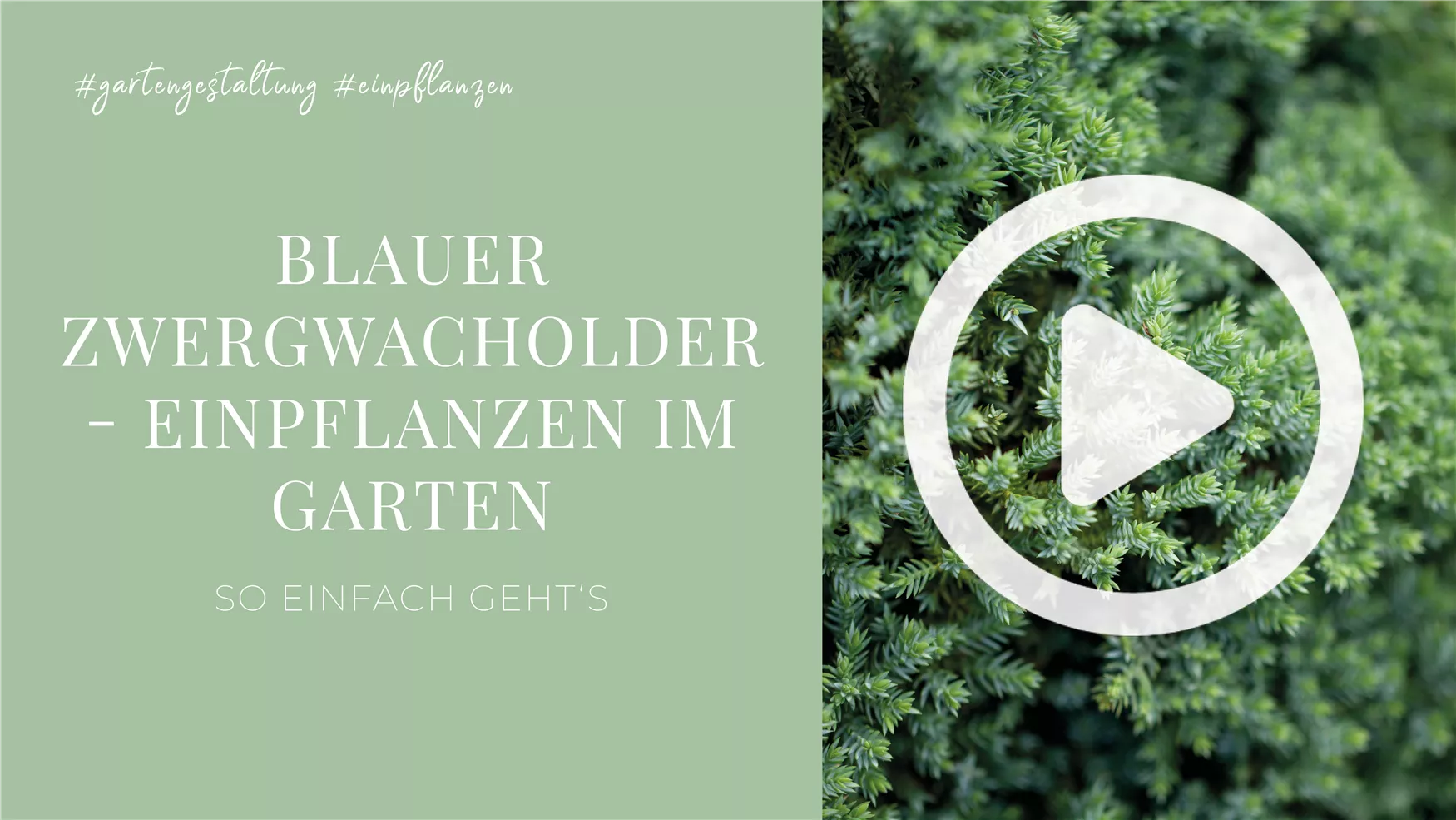 Blauer Zwergwacholder - Einpflanzen im Garten Blauer Zwergwacholder - Einpflanzen im Garten