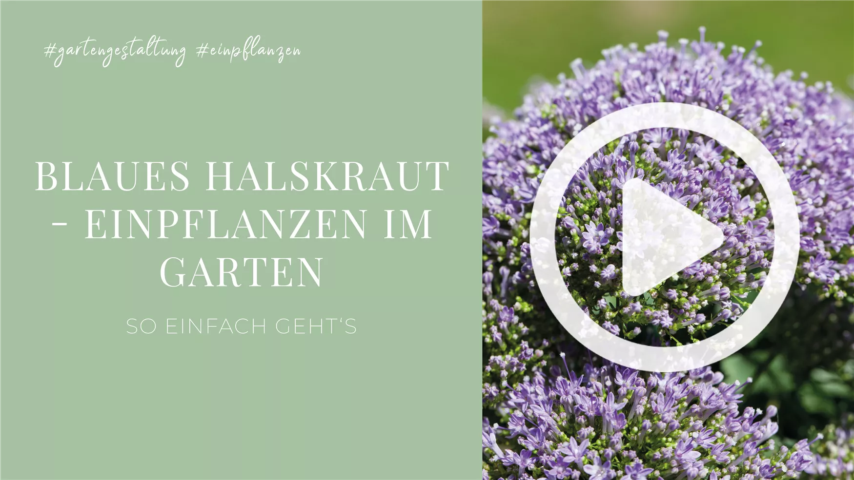 Blaues Halskraut - Einpflanzen im Garten Blaues Halskraut - Einpflanzen im Garten