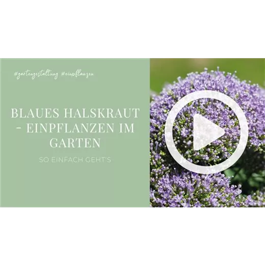 Blaues Halskraut - Einpflanzen im Garten Blaues Halskraut - Einpflanzen im Garten