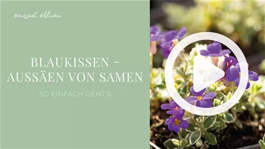 Blaukissen - Aussäen von Samen Blaukissen - Aussäen von Samen