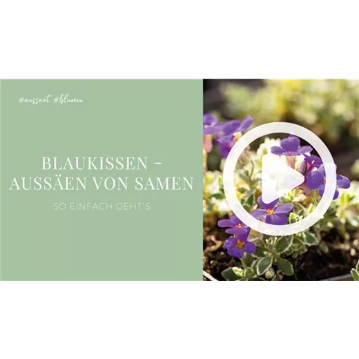 Blaukissen - Aussäen von Samen Blaukissen - Aussäen von Samen