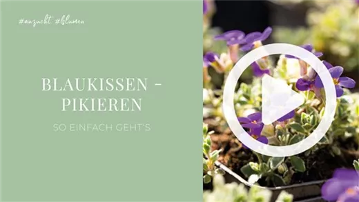 Blaukissen - Pikieren Blaukissen - Pikieren