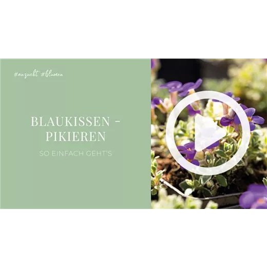 Blaukissen - Pikieren Blaukissen - Pikieren
