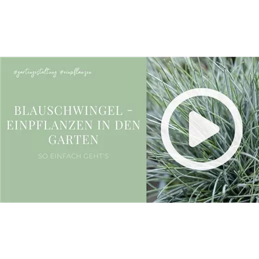 Blauschwingel - Einpflanzen in den Garten Blauschwingel - Einpflanzen in den Garten