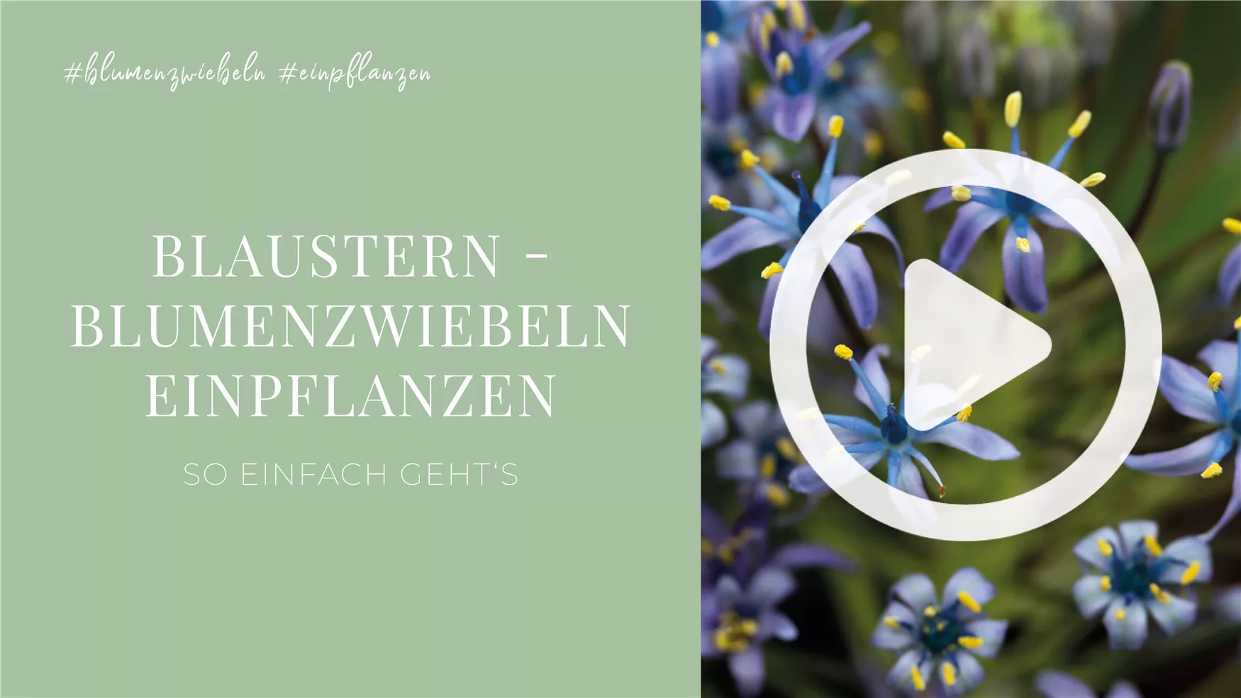 Blaustern - Blumenzwiebeln einpflanzen Blaustern - Blumenzwiebeln einpflanzen