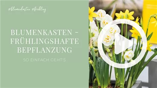 Blumenkasten - Frühlingshafte Bepflanzung