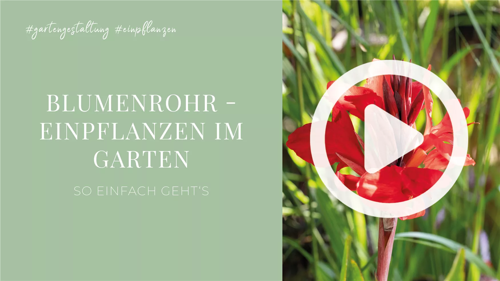 Blumenrohr - Einpflanzen im Garten Blumenrohr - Einpflanzen im Garten