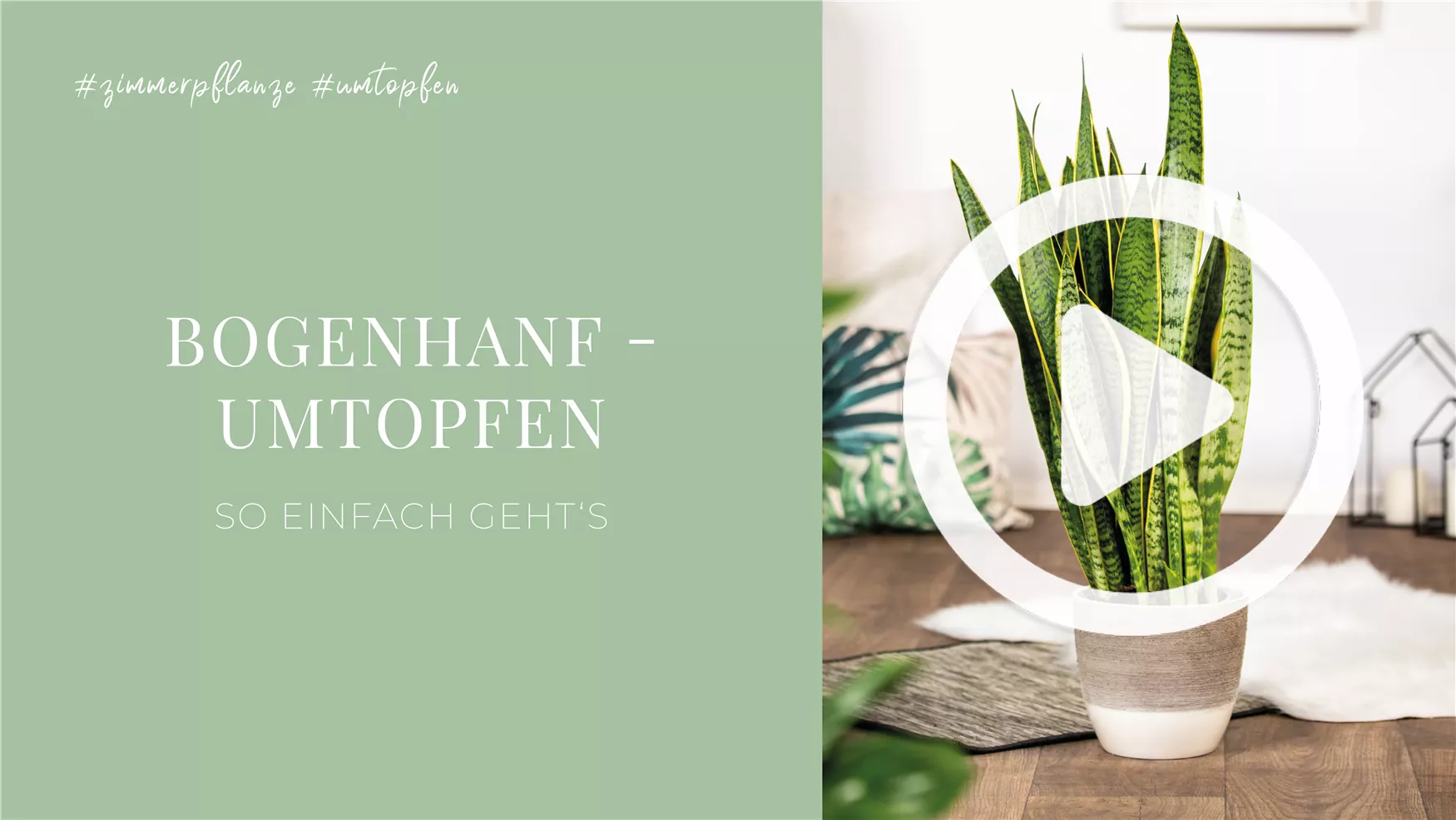Bogenhanf - Umtopfen Bogenhanf - Umtopfen