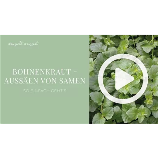 Bohnenkraut - Aussäen von Samen Bohnenkraut - Aussäen von Samen