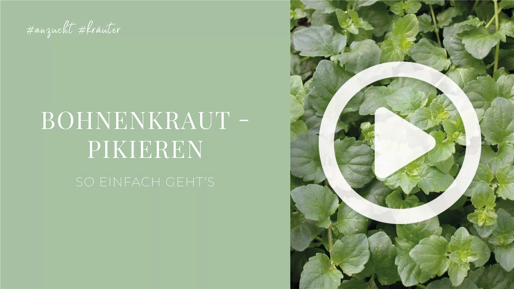 Bohnenkraut - Pikieren Bohnenkraut - Pikieren