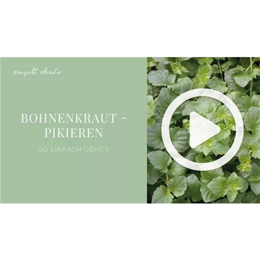 Bohnenkraut - Pikieren Bohnenkraut - Pikieren