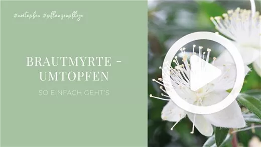 Brautmyrte - Umtopfen