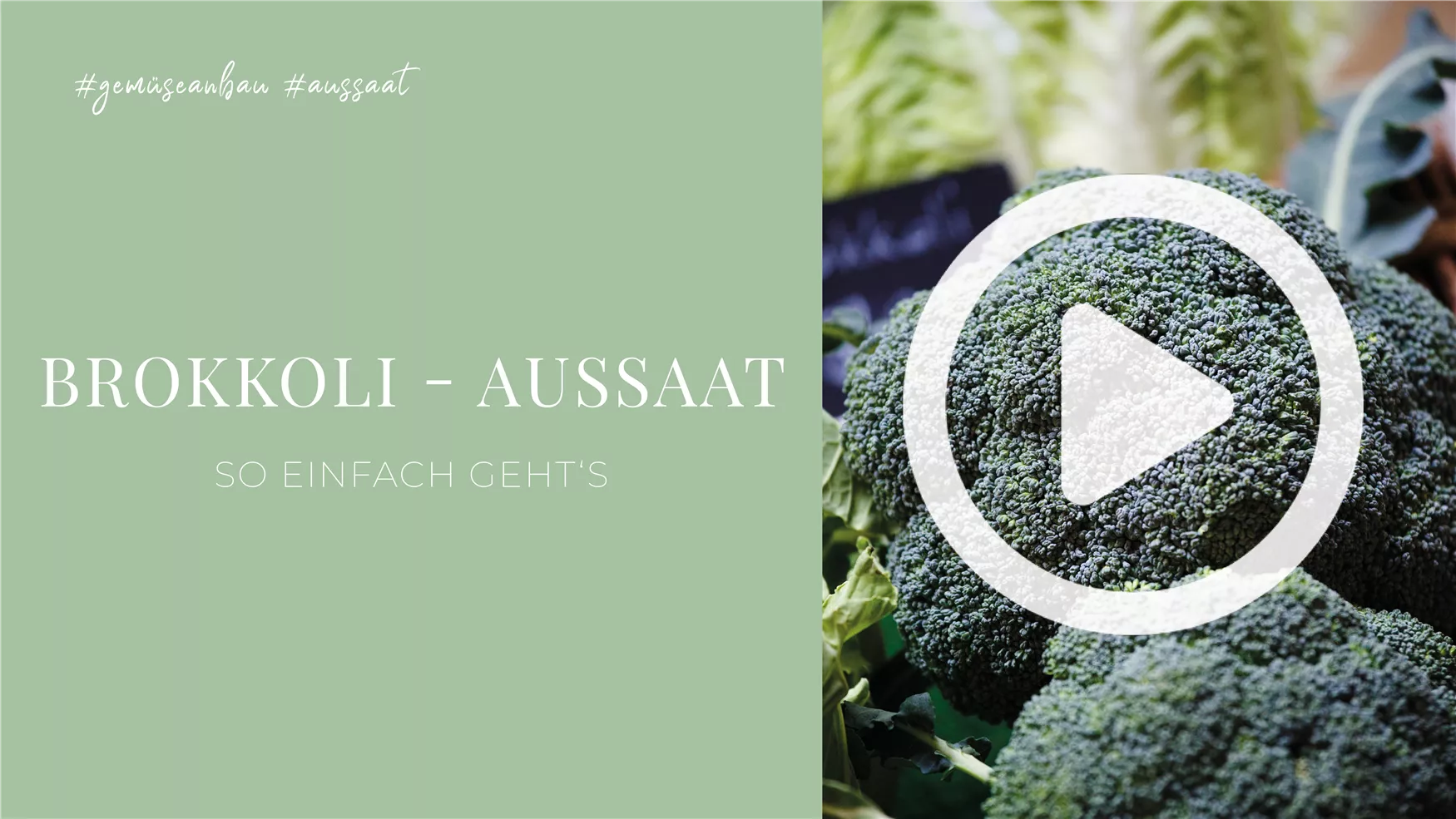 Brokkoli - Aussaat Brokkoli - Aussaat