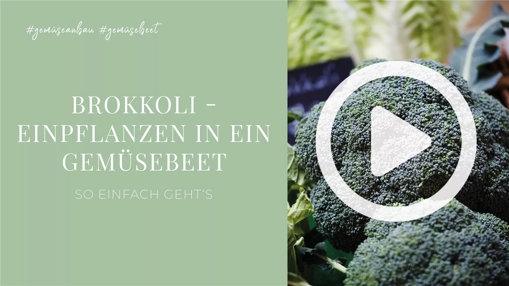 Brokkoli - Einpflanzen in ein Gemüsebeet Brokkoli - Einpflanzen in ein Gemüsebeet