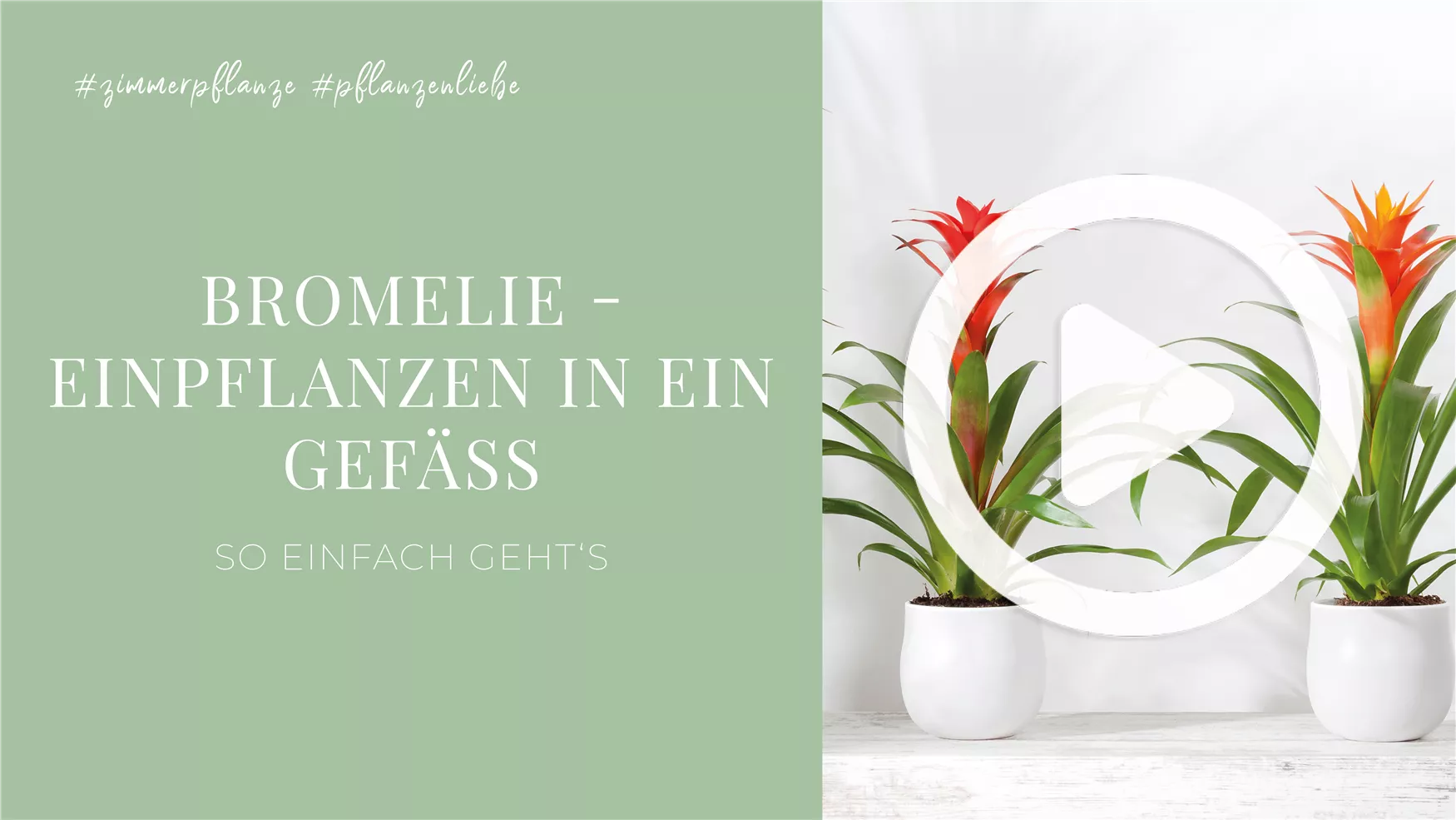 Bromelie - Einpflanzen in ein Gefäß Bromelie - Einpflanzen in ein Gefäß