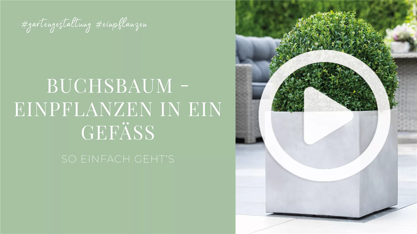 Buchsbaum - Einpflanzen in ein Gefäß Buchsbaum - Einpflanzen in ein Gefäß